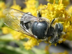 Bembix