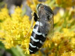 Bembix