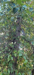 Betula pendula
