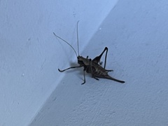 Tettigoniinae