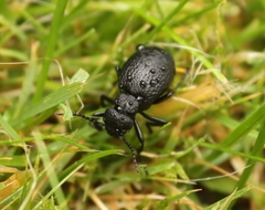 Meloe rugosus