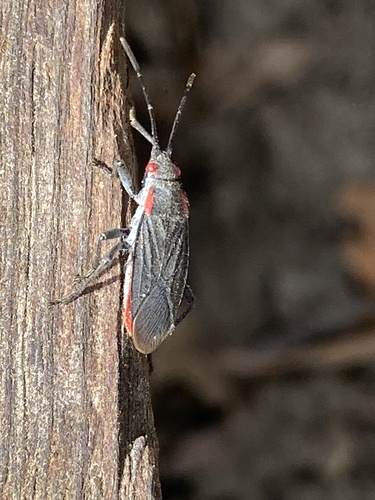 iNaturalist observation photo of Red-shouldered Bug