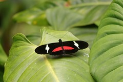 Heliconius clysonymus