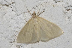 Udea donzelalis
