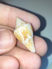 Conus scalaris