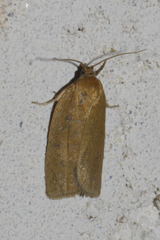 Aphelia viburnana