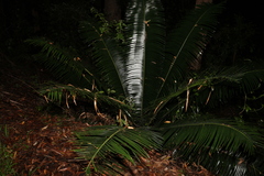 Lepidozamia peroffskyana