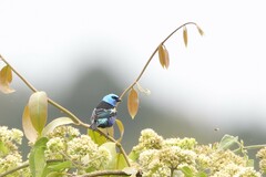 Stilpnia cyanicollis