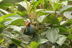 Stilpnia vitriolina