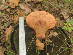 Fistulina hepatica
