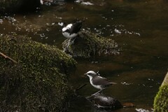 Cinclus leucocephalus