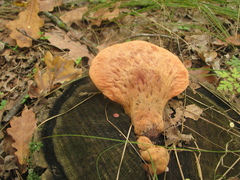 Fistulina hepatica