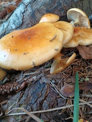Pholiota microspora
