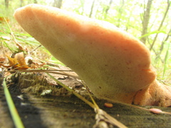 Fistulina hepatica