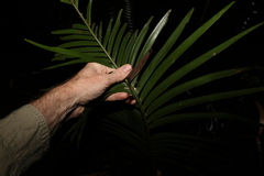 Lepidozamia peroffskyana