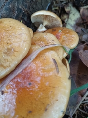 Pholiota microspora