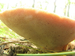 Fistulina hepatica