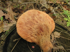 Fistulina hepatica