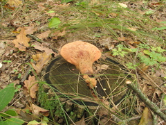 Fistulina hepatica
