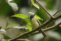 Leptopogon superciliaris