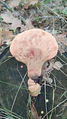 Fistulina hepatica