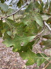 Quercus margaretiae