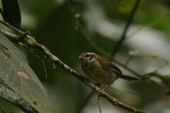 Basileuterus tristriatus