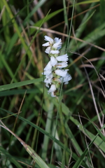 Spiranthes magnicamporum