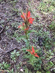 Castilleja nelsonii