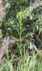 Solidago ohioensis
