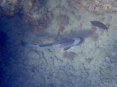 Plectorhinchus pica