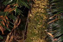Lepidozamia peroffskyana
