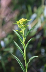 Solidago ohioensis