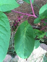 Phytolacca americana