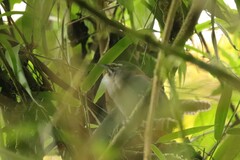 Pheugopedius mystacalis