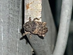 Cryptorhynchus fuscatus