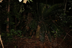 Lepidozamia peroffskyana