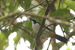 Saltator atripennis