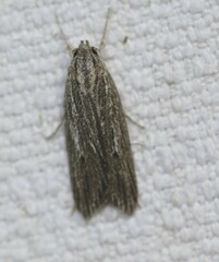 Phloeograptis obliquata