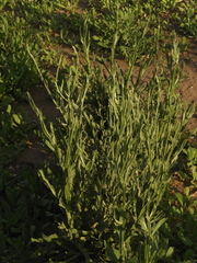Centaurea solstitialis