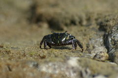 Pachygrapsus