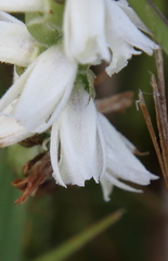 Spiranthes magnicamporum