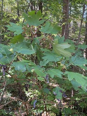 Hydrangea quercifolia