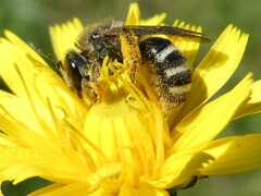 Lasioglossum leucozonium