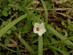 Xenostegia tridentata