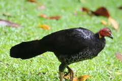 Alectura lathami lathami