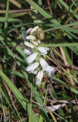 Spiranthes magnicamporum