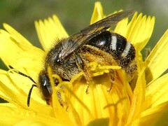 Lasioglossum leucozonium