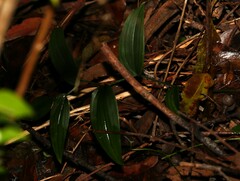 Tripladenia cunninghamii