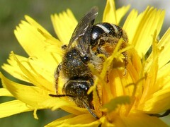 Lasioglossum leucozonium
